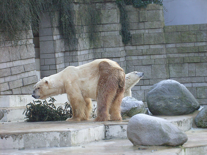 Eisbär im Zoo Wuppertal im Dezember 2008