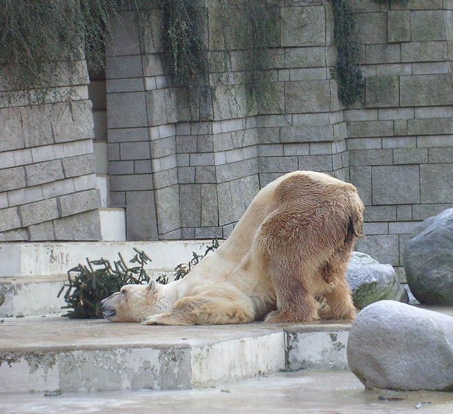 Eisbär im Zoo Wuppertal im Dezember 2008