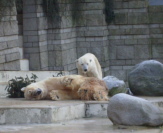 Eisbär im Zoo Wuppertal im Dezember 2008