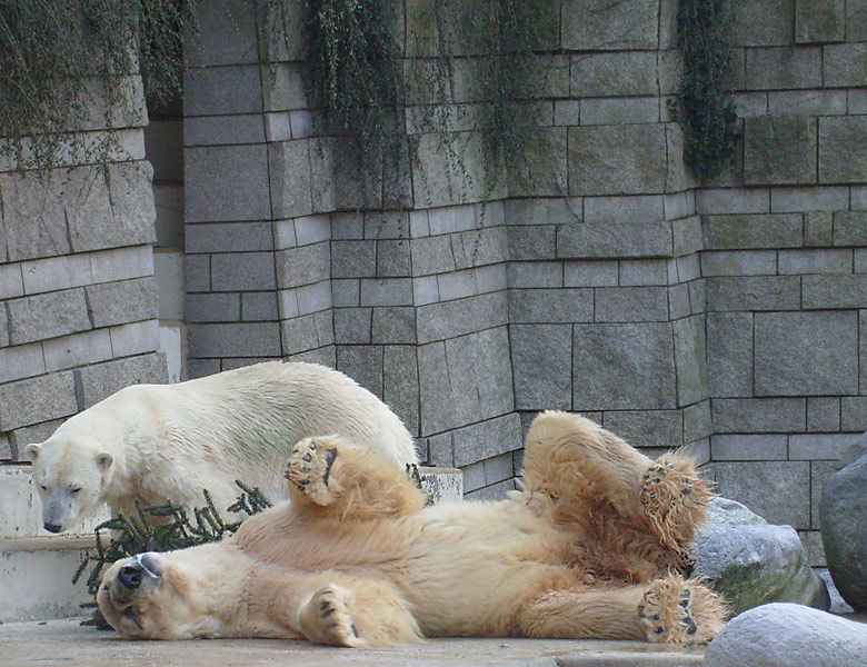 Eisbär im Zoo Wuppertal im Dezember 2008