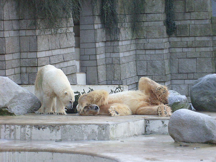 Eisbär im Zoo Wuppertal im Dezember 2008