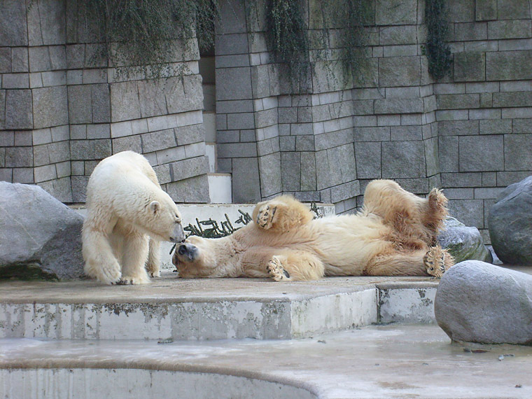 Eisbär im Zoo Wuppertal im Dezember 2008