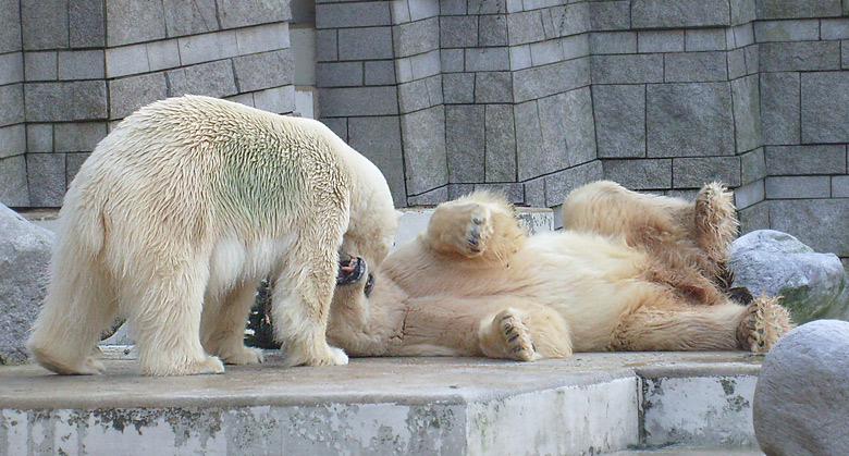 Eisbär im Zoo Wuppertal im Dezember 2008