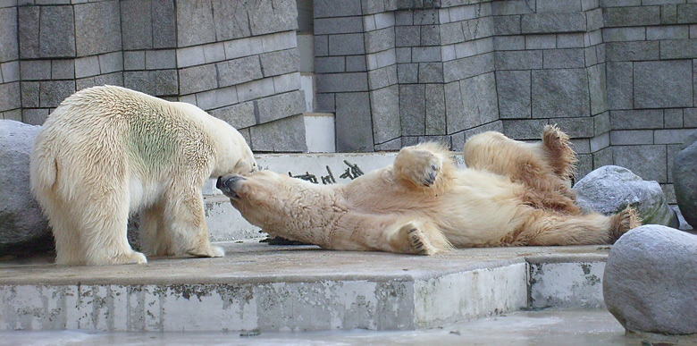 Eisbär im Zoo Wuppertal im Dezember 2008