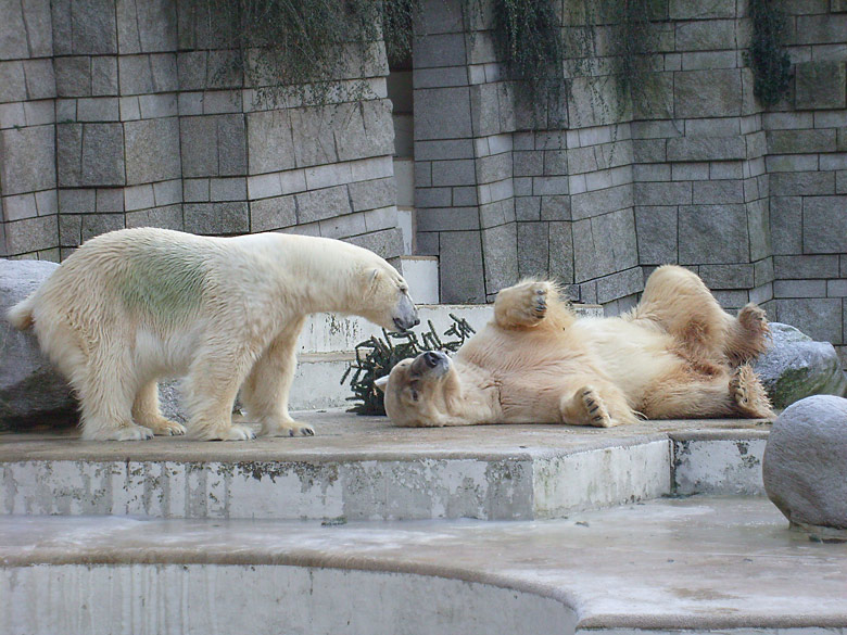 Eisbär im Zoo Wuppertal im Dezember 2008