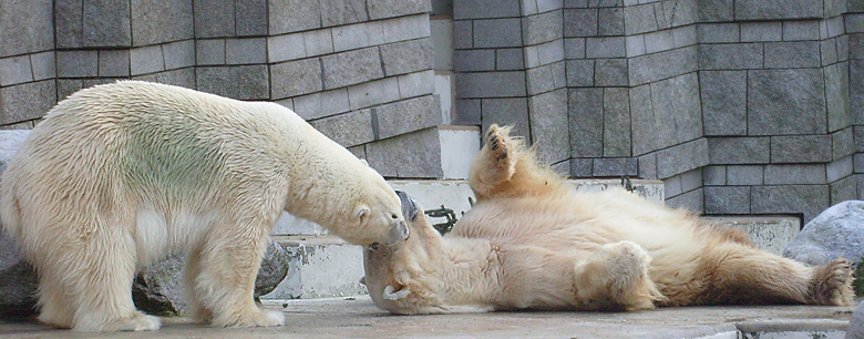 Eisbär im Zoo Wuppertal im Dezember 2008