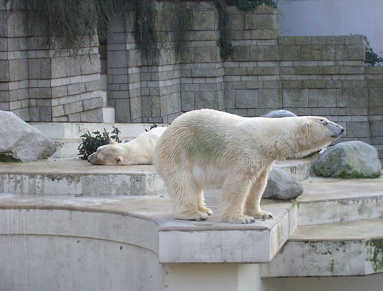 Eisbär im Zoo Wuppertal im Dezember 2008