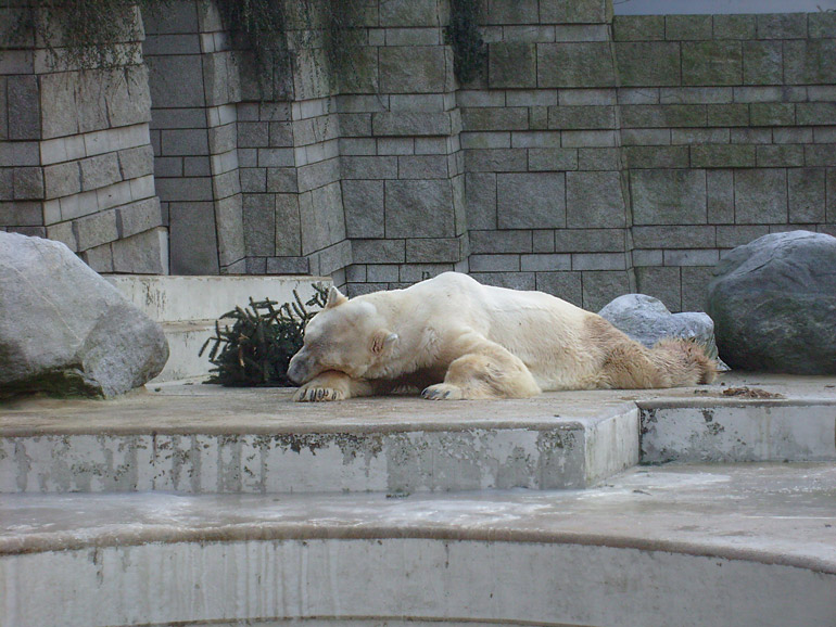 Eisbär im Zoo Wuppertal im Dezember 2008