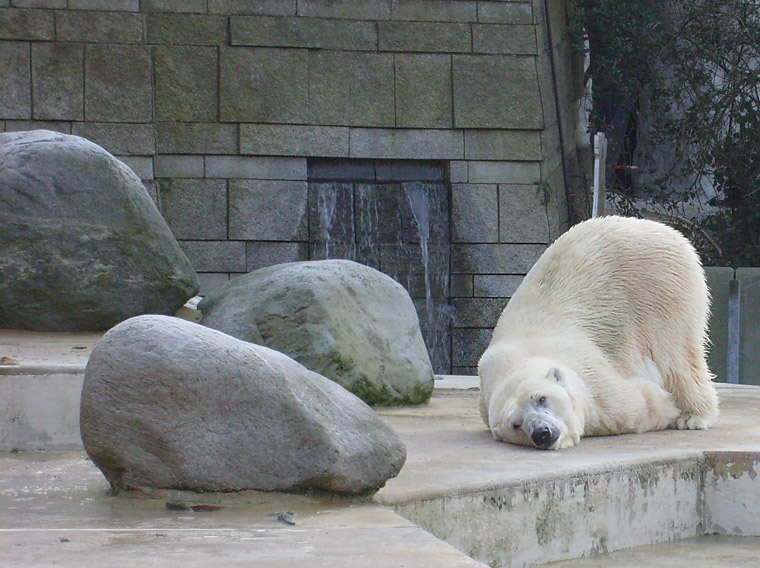 Eisbär im Zoo Wuppertal im Dezember 2008