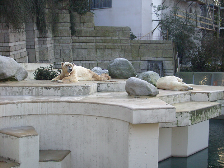 Eisbär im Zoo Wuppertal im Dezember 2008