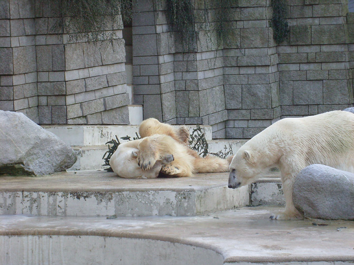 Eisbär im Zoo Wuppertal im Dezember 2008