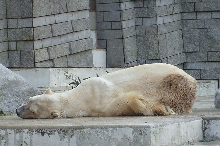 Eisbär im Zoo Wuppertal im Dezember 2008