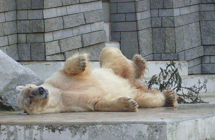 Eisbär im Zoo Wuppertal im Dezember 2008