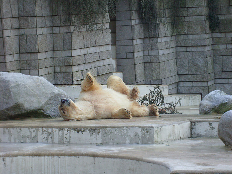 Eisbär im Zoo Wuppertal im Dezember 2008