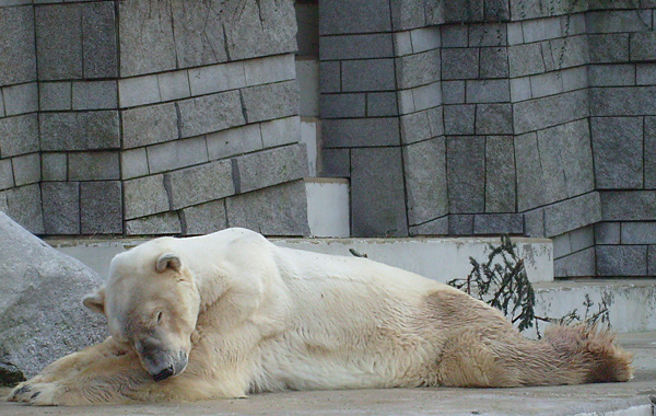 Eisbär im Wuppertaler Zoo am 28. Dezember 2008