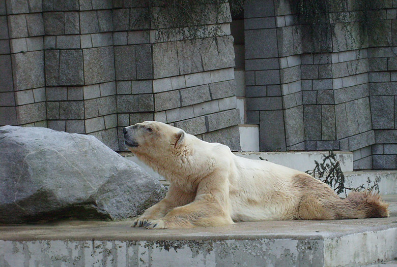 Eisbär im Zoo Wuppertal im Dezember 2008