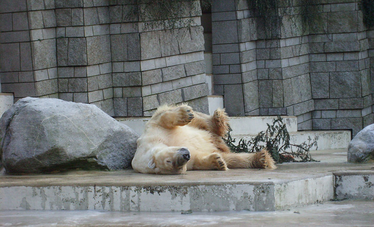 Eisbär im Zoo Wuppertal im Dezember 2008