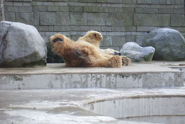 Eisbär im Zoo Wuppertal im Dezember 2008