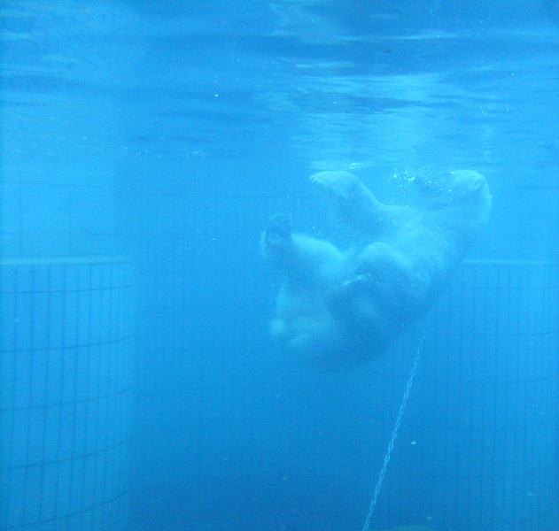 Eisbär unter Wasser im Zoo Wuppertal im Januar 2009