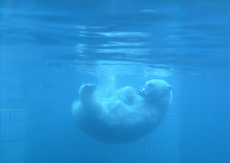 Eisbär unter Wasser im Zoologischen Garten Wuppertal im Januar 2009