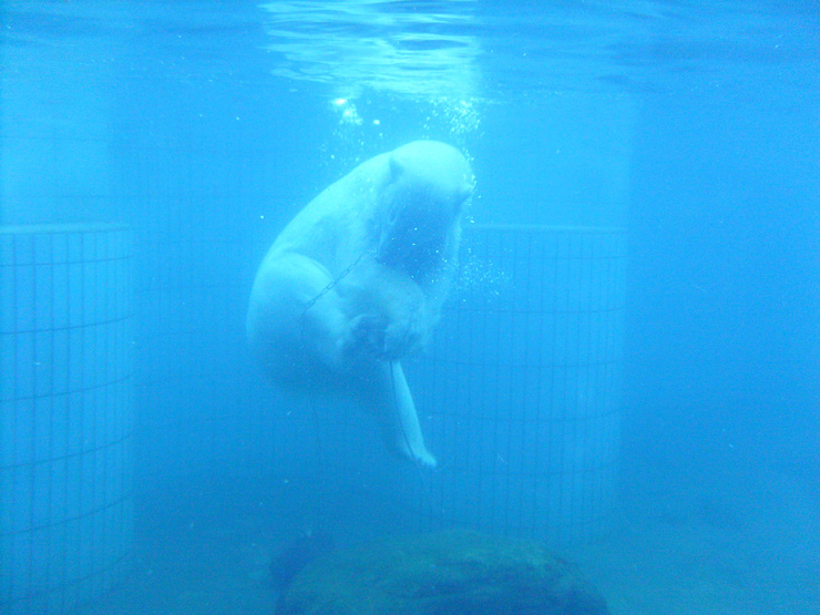 Eisbär unter Wasser im Zoologischen Garten Wuppertal im Januar 2009