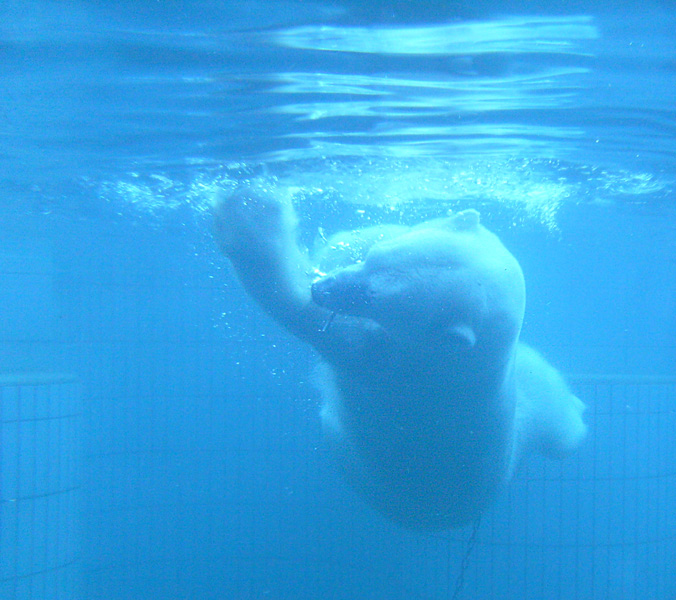 Eisbär unter Wasser im Wuppertaler Zoo im Januar 2009