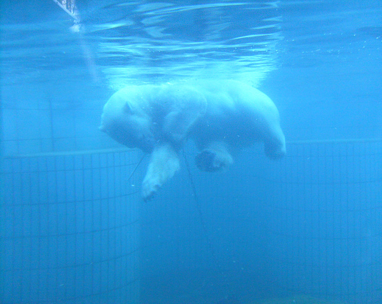 Eisbär unter Wasser im Zoo Wuppertal im Januar 2009