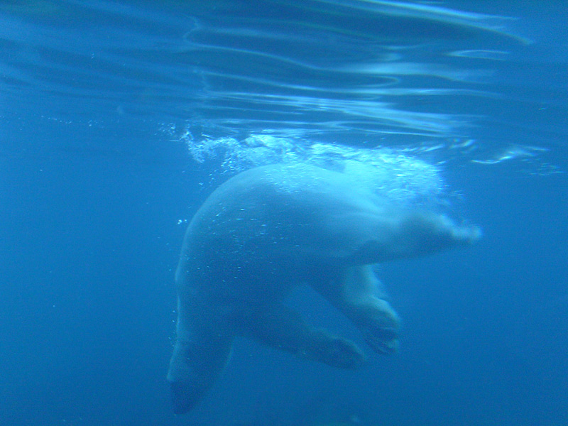 Eisbär unter Wasser im Wuppertaler Zoo im Januar 2009