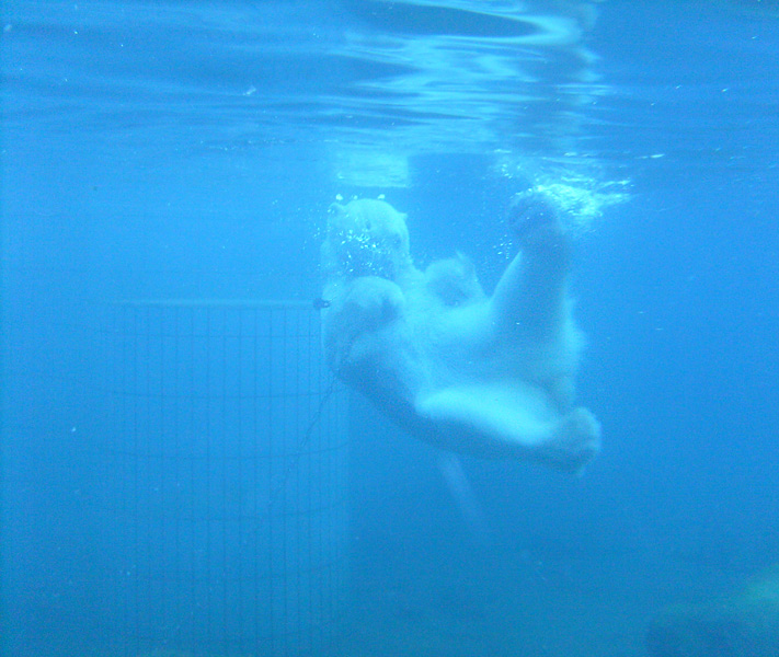 Eisbär unter Wasser im Zoologischen Garten Wuppertal im Januar 2009