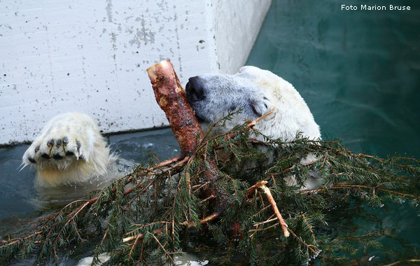 Eisbär im Wuppertaler Zoo im Dezember 2008 (Foto Marion Bruse)