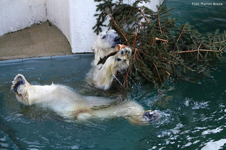 Eisbär im Zoo Wuppertal im Dezember 2008 (Foto Marion Bruse)