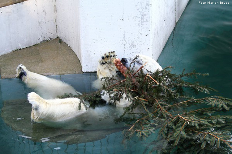 Eisbär im Zoologischen Garten Wuppertal im Dezember 2008 (Foto Marion Bruse)