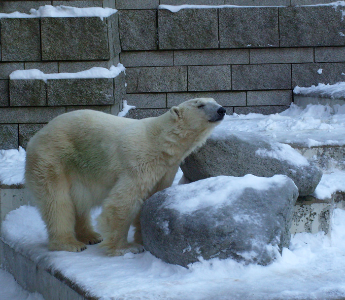 Eisbärin JERKA im Wuppertaler Zoo am 10. Januar 2009
