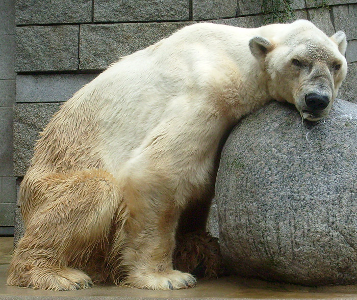 Eisbär Boris im Wuppertaler Zoo am 12. Juli 2009