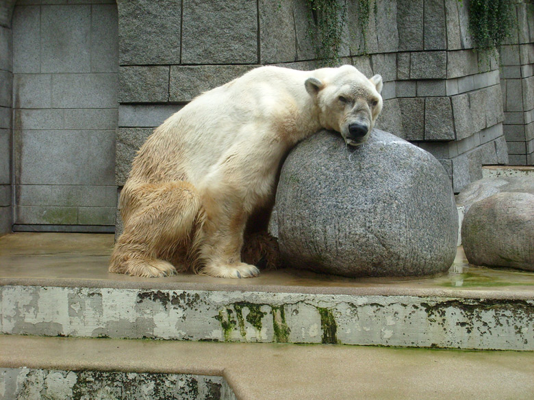 Eisbär Boris im Wuppertaler Zoo am 12. Juli 2009