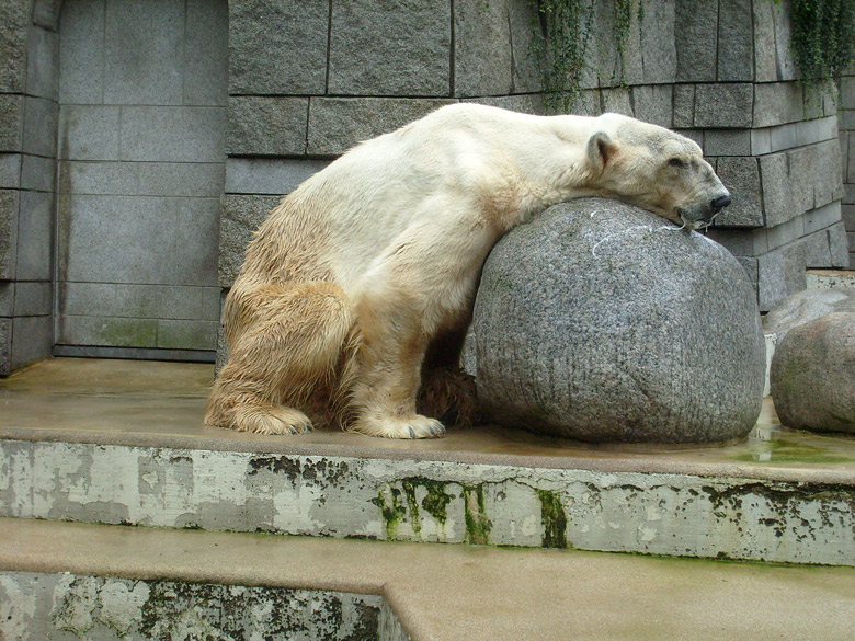 Eisbär Boris im Zoo Wuppertal am 12. Juli 2009