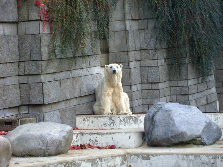 Eisbärin Jerka im Wuppertaler Zoo am 17. Oktober 2009