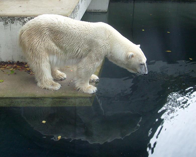 Eisbärin Jerka im Wuppertaler Zoo am 23. Oktober 2009