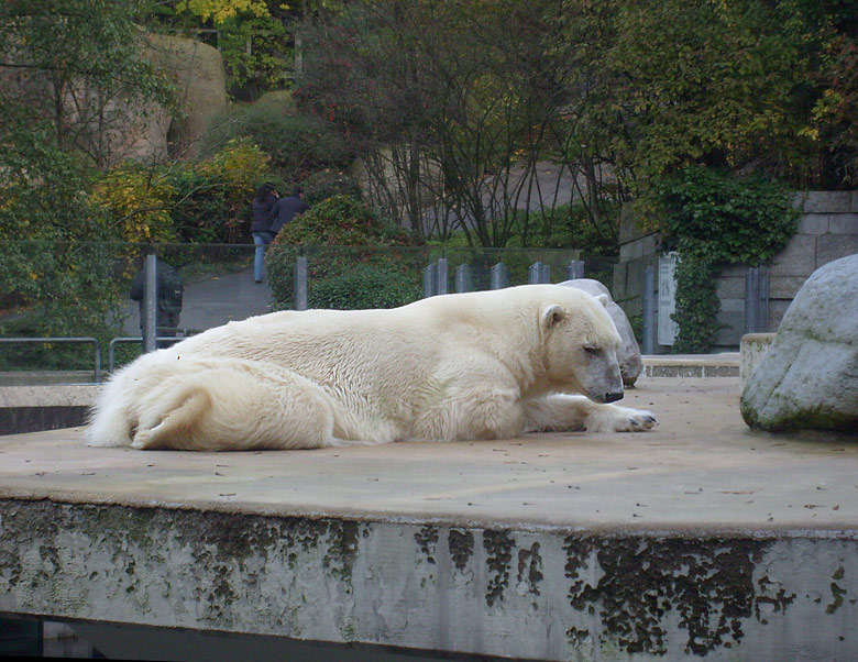 Eisbärin Jerka im Zoologischen Garten Wuppertal am 24. Oktober 2009