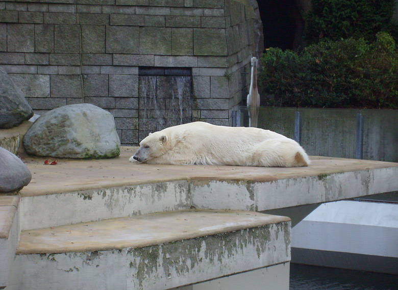 Eisbärin Jerka im Zoo Wuppertal am 24. Oktober 2009