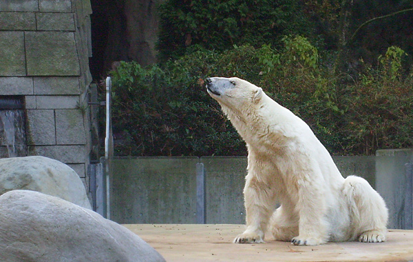 Eisbärin Jerka im Wuppertaler Zoo am 24. Oktober 2009