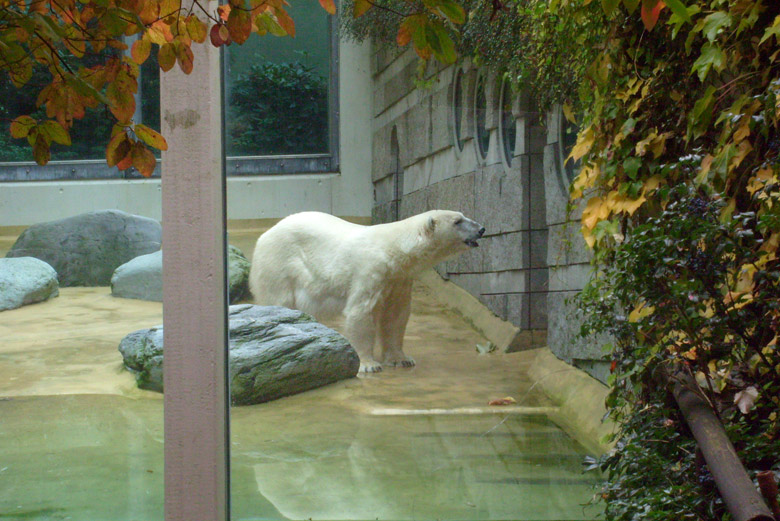 Eisbärin Jerka im Zoologischen Garten Wuppertal am 27. Oktober 2009