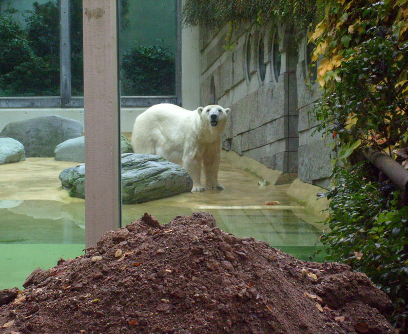 Eisbärin Jerka im Wuppertaler Zoo am 27. Oktober 2009