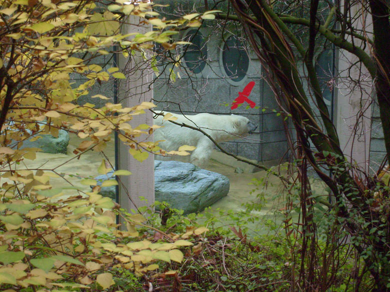 Eisbärin Jerka im Zoologischen Garten Wuppertal am 27. Oktober 2009