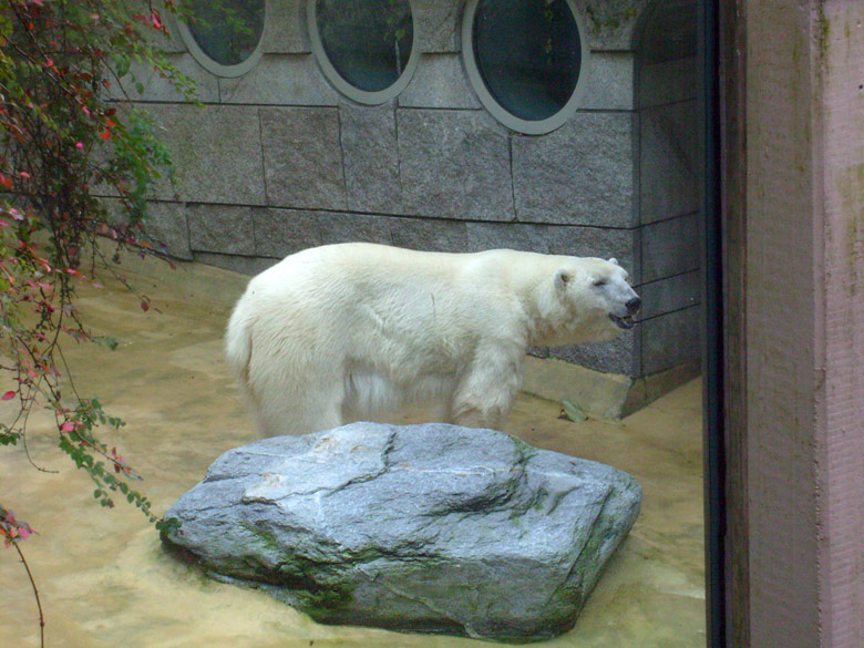 Eisbärin Jerka im Wuppertaler Zoo am 27. Oktober 2009