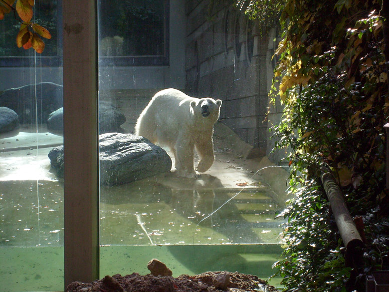 Eisbärin Jerka im Wuppertaler Zoo am 28. Oktober 2009