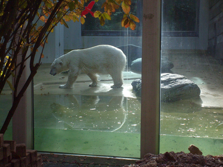 Eisbärin Jerka im Zoo Wuppertal am 28. Oktober 2009