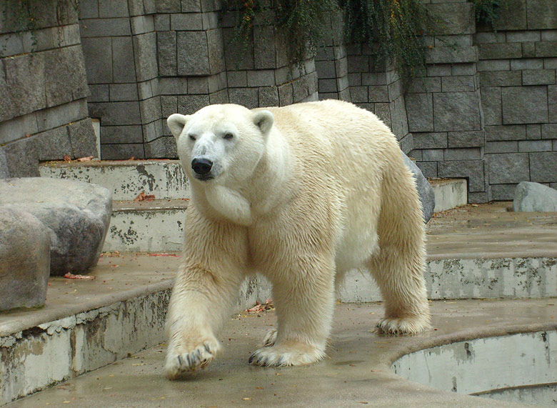 Eisbär Lars im Zoo Wuppertal am 27. Oktober 2009