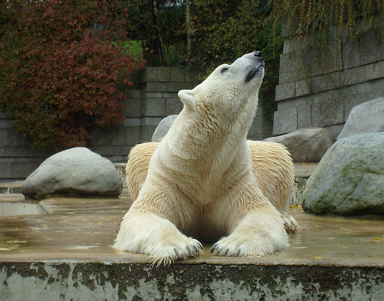 Eisbär Lars im Wuppertaler Zoo am 27. Oktober 2009