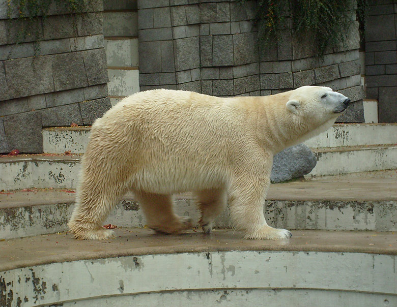 Eisbär Lars im Zoologischen Garten Wuppertal am 27. Oktober 2009